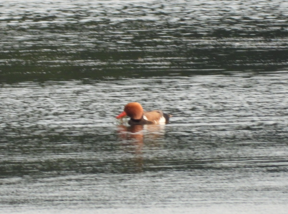 Red-crested Pochard - ML620796373