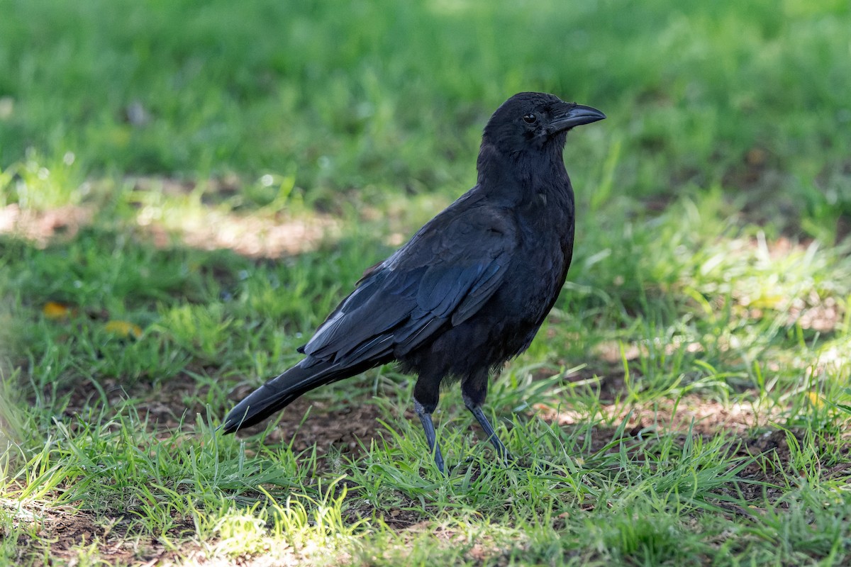 American Crow - ML620796375