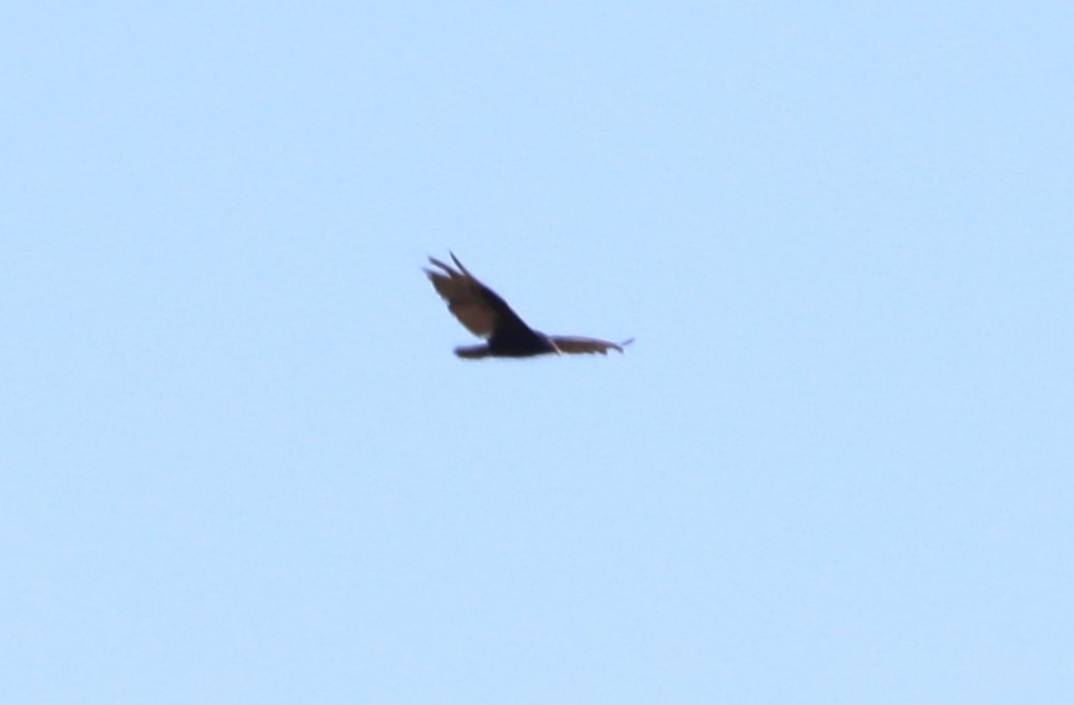 Turkey Vulture - ML620796377