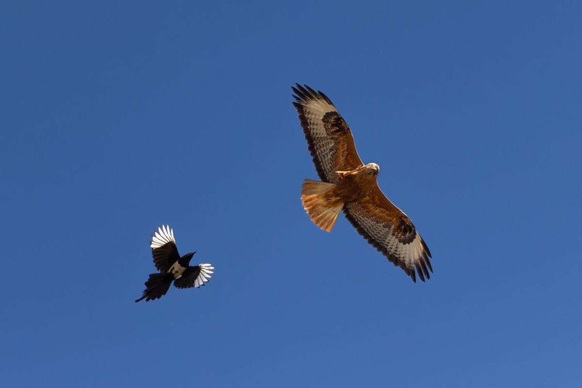 Long-legged Buzzard - ML620796379