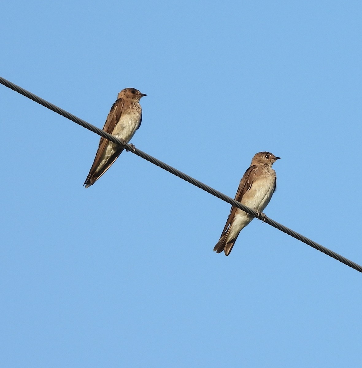 Northern Rough-winged Swallow - ML620796380