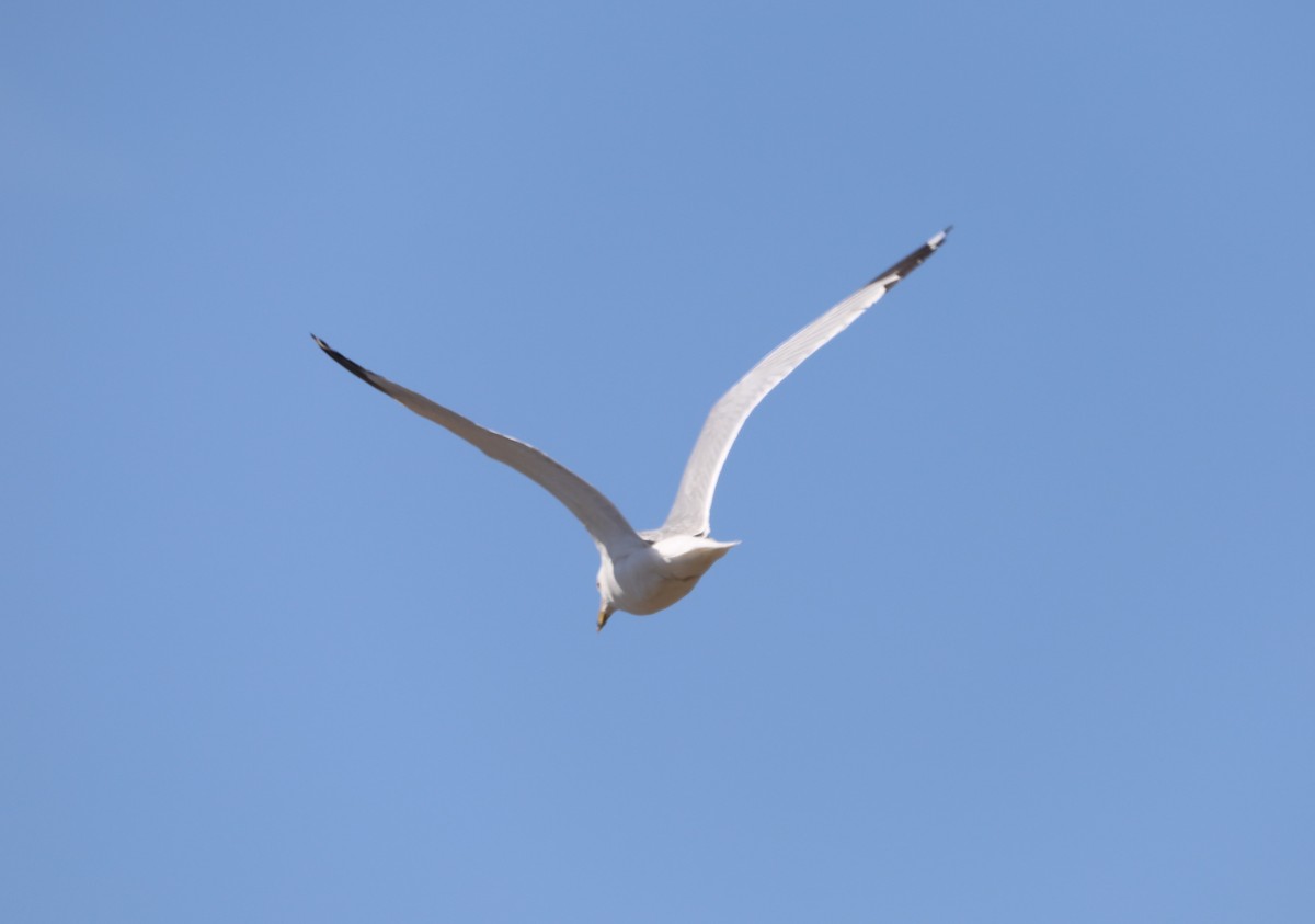 California Gull - ML620796381