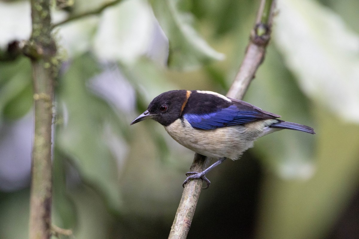 Golden-collared Honeycreeper - ML620796382