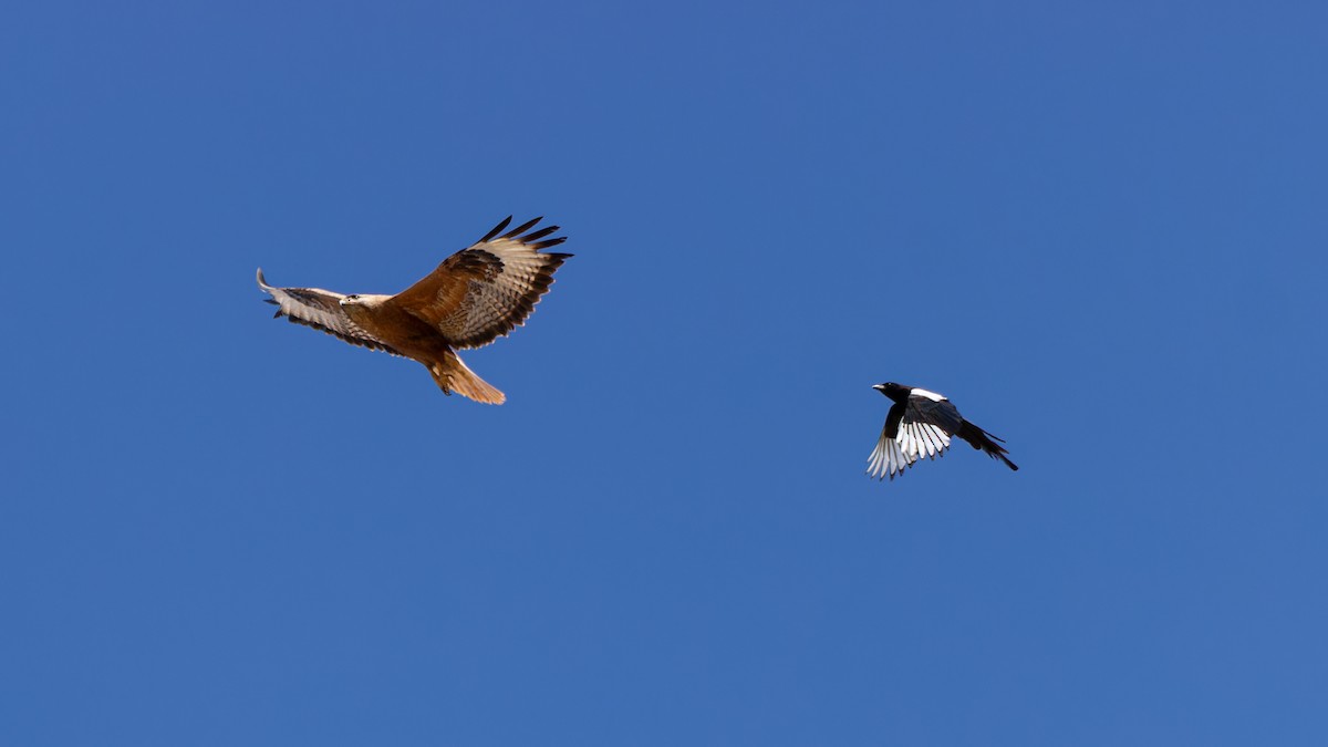 Long-legged Buzzard - Çağrı Şanlı