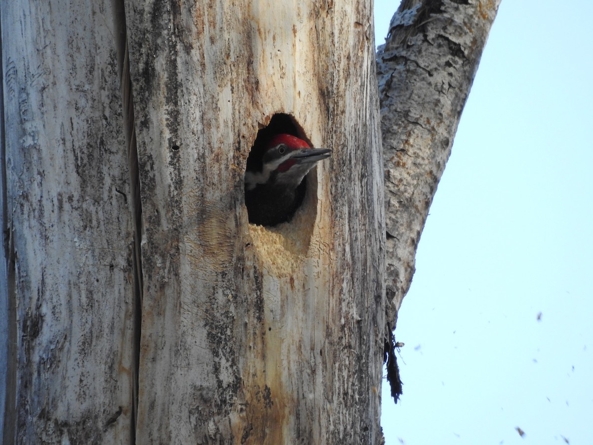Pileated Woodpecker - ML620796388