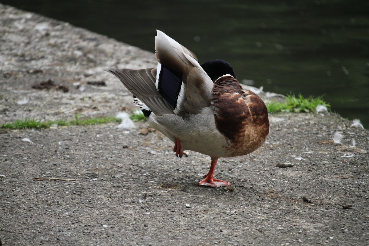 Canard colvert - ML620796401