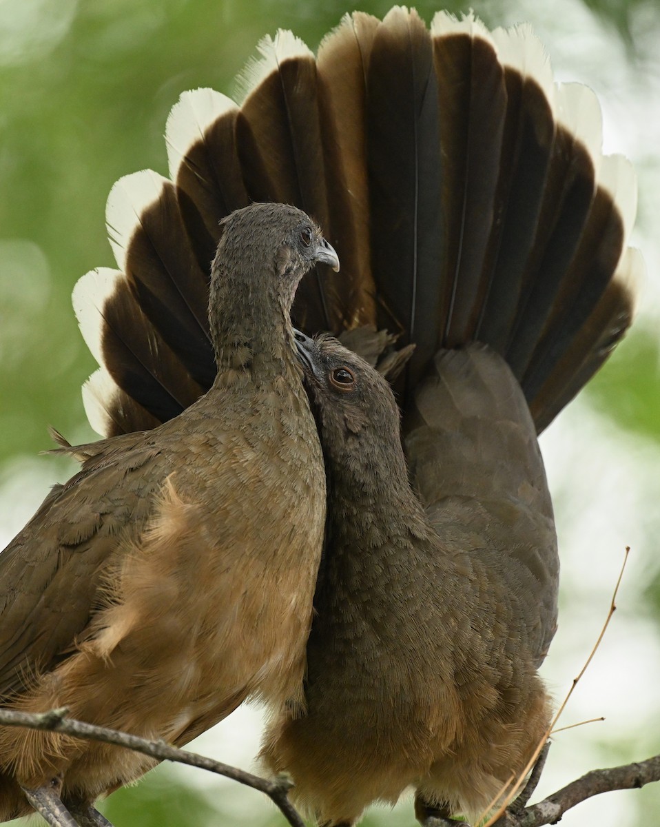 Plain Chachalaca - ML620796410