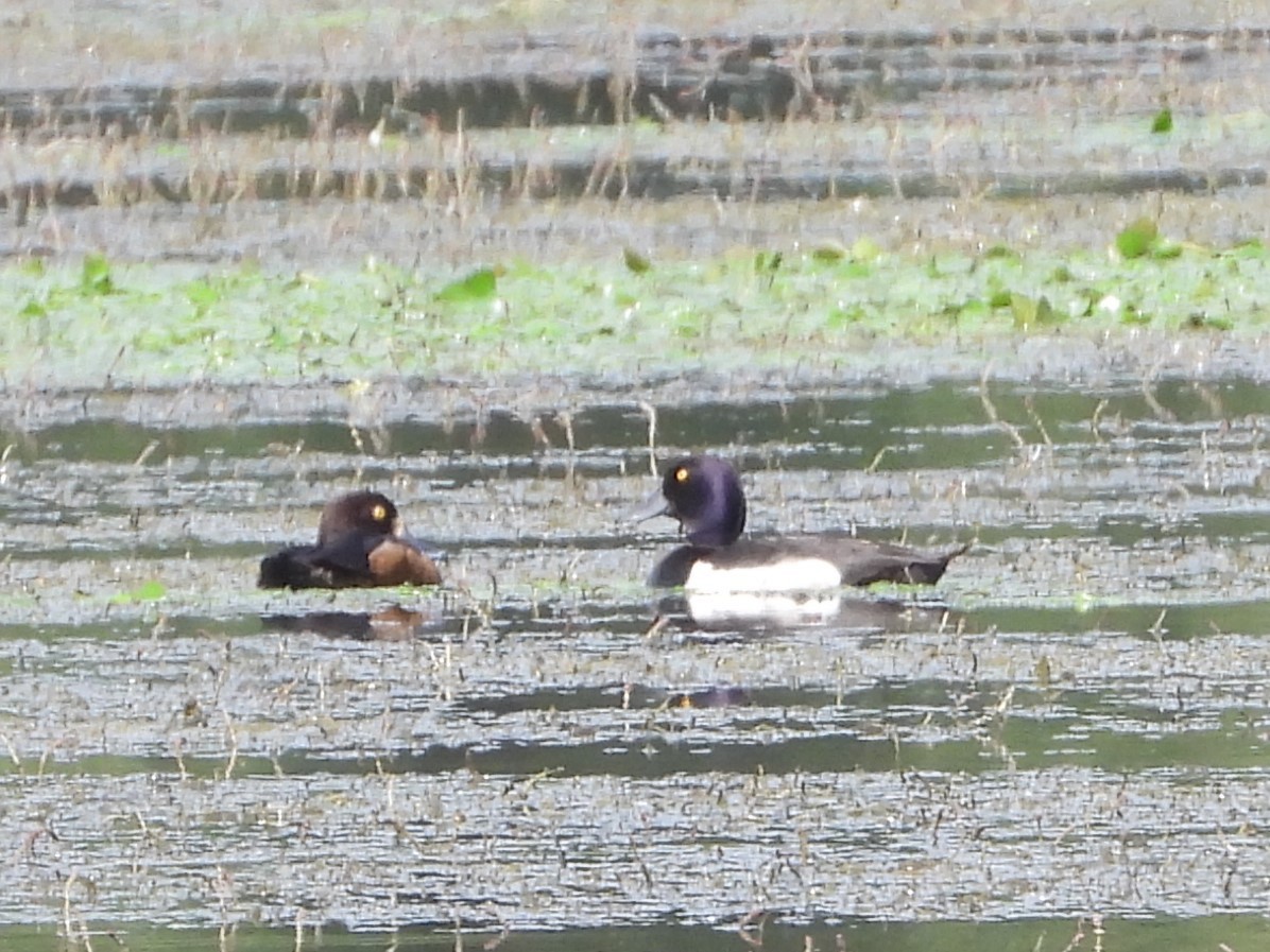 Tufted Duck - Pavel Hastík