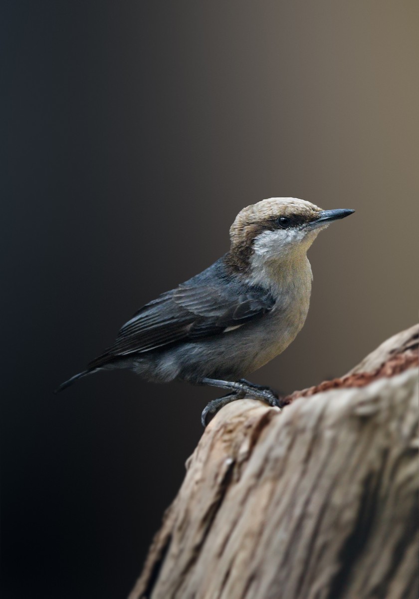 Brown-headed Nuthatch - ML620796429