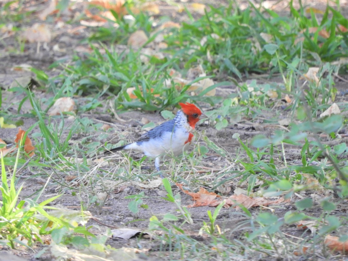 Red-crested Cardinal - ML620796441