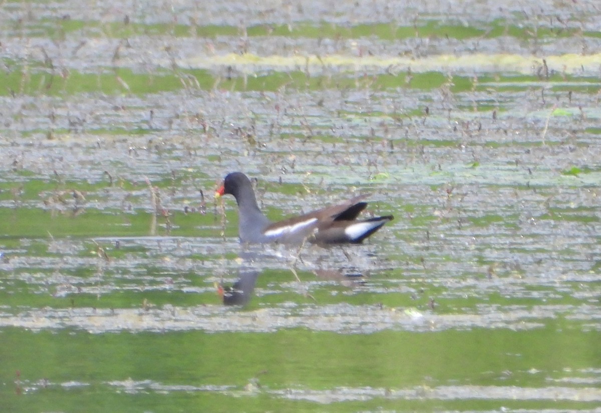 Eurasian Moorhen - ML620796443