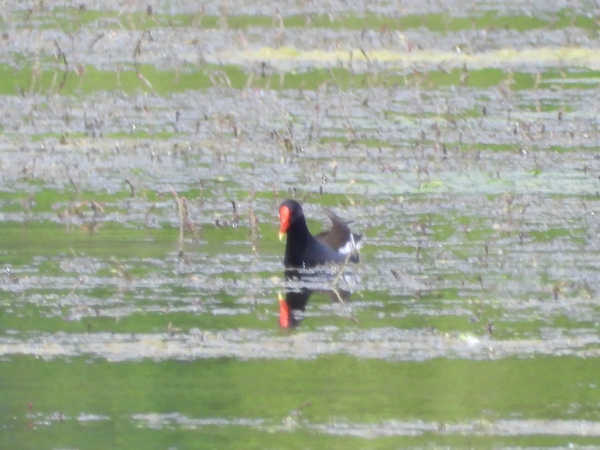 Eurasian Moorhen - ML620796444