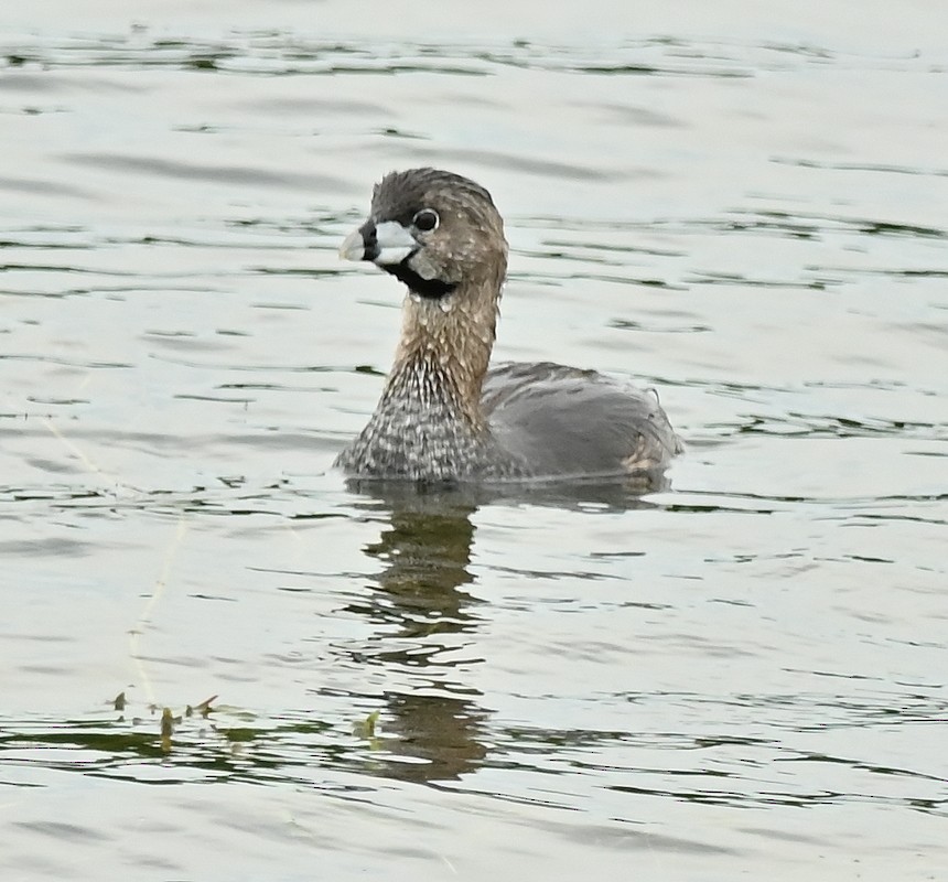 Pied-billed Grebe - ML620796452