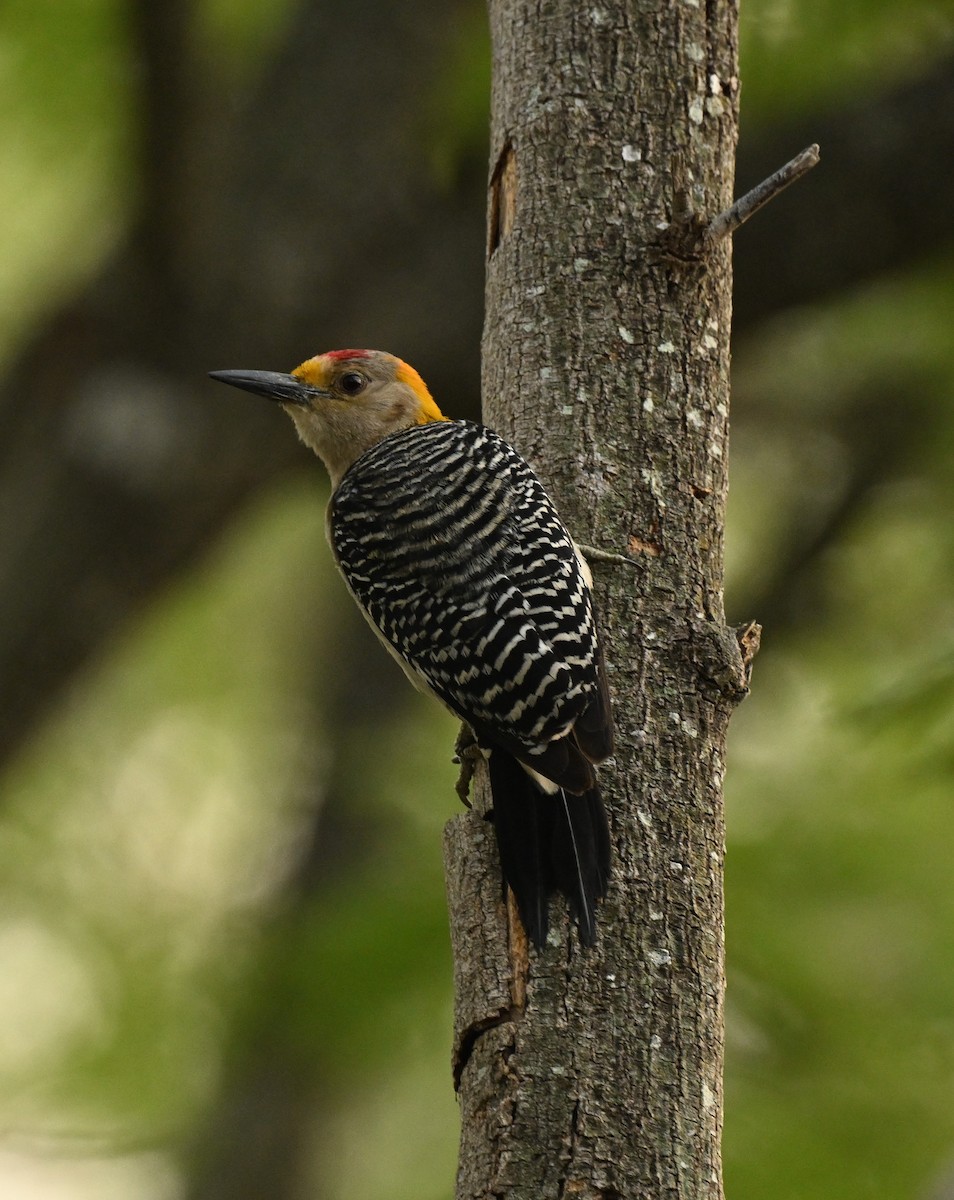 Golden-fronted Woodpecker - ML620796453