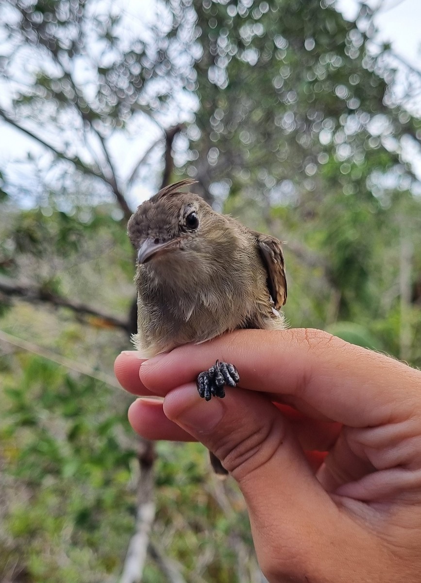 Lesser Elaenia - ML620796457