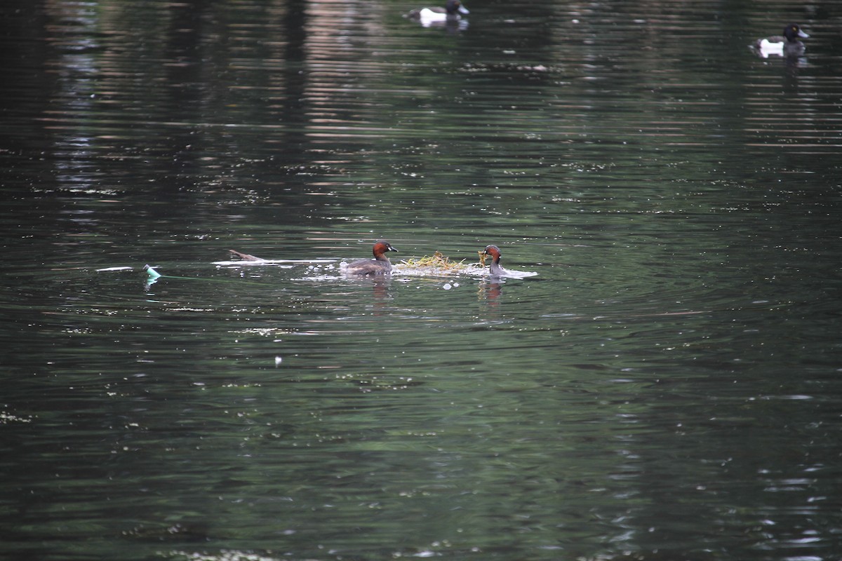 Little Grebe - ML620796460