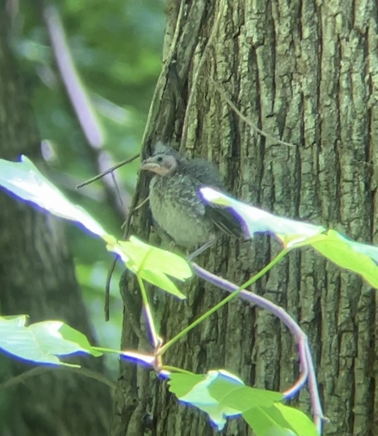 Brown-headed Cowbird - ML620796463