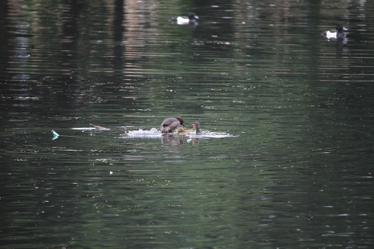 Little Grebe - ML620796467