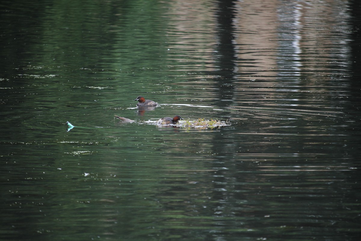 Little Grebe - ML620796472