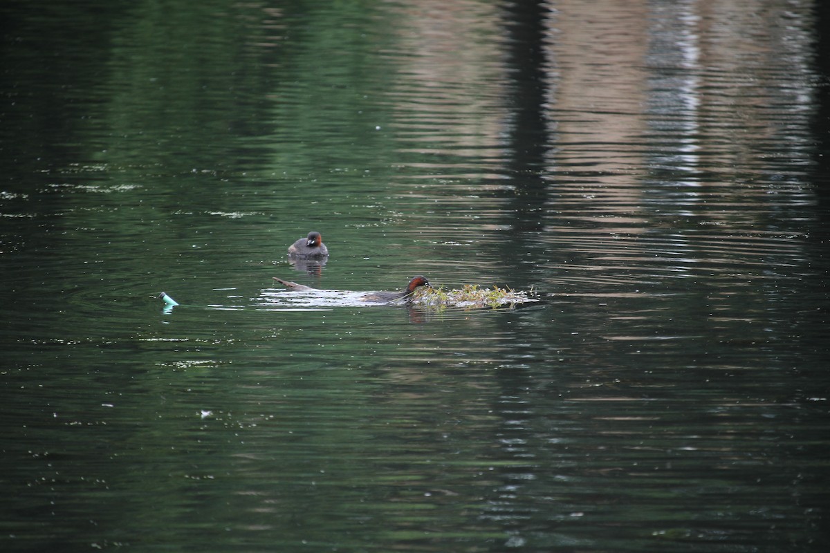 Little Grebe - Ron Pasieczna