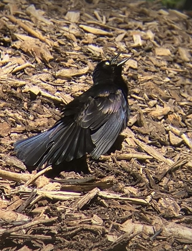 Common Grackle - ML620796476