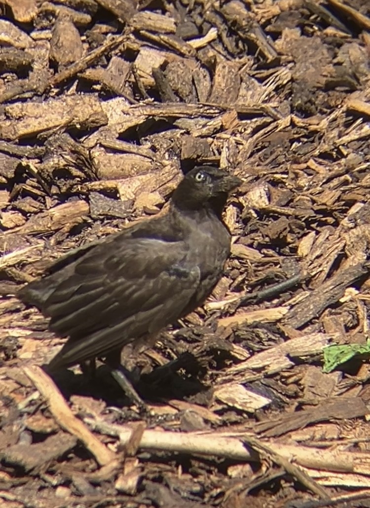 Common Grackle - ML620796479