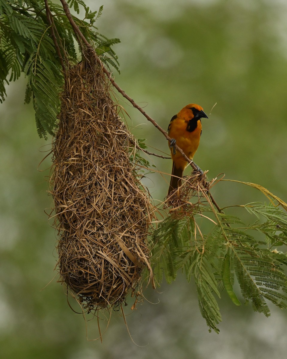 Altamira Oriole - ML620796480