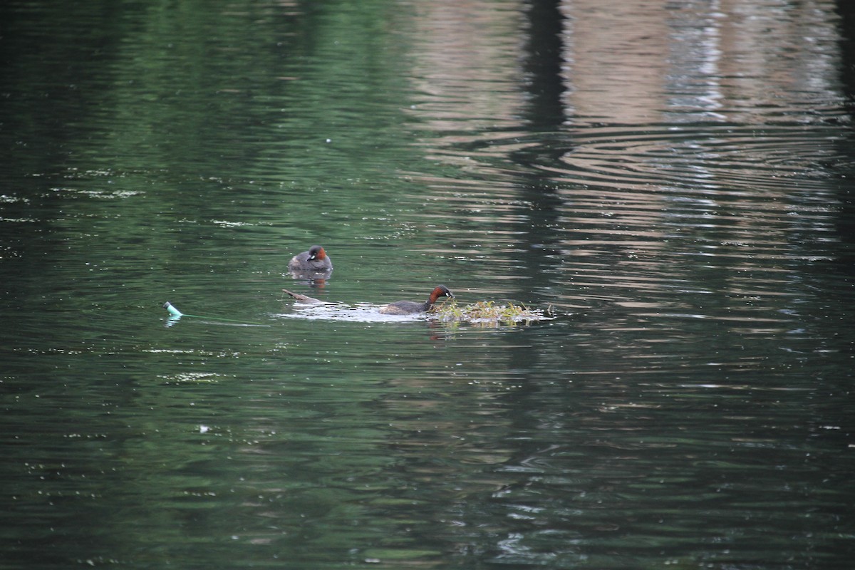 Little Grebe - ML620796482