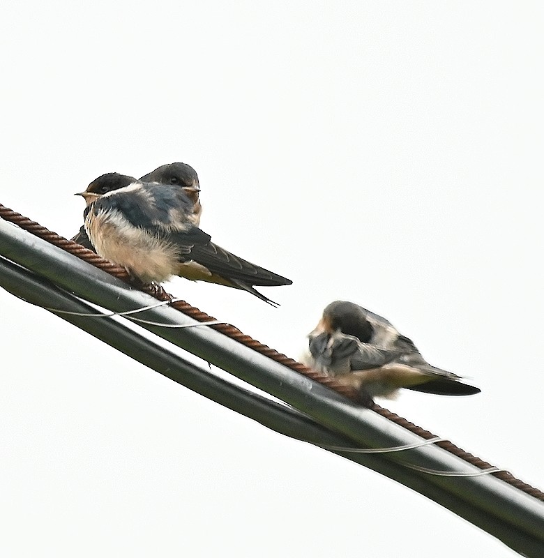 Barn Swallow - ML620796501