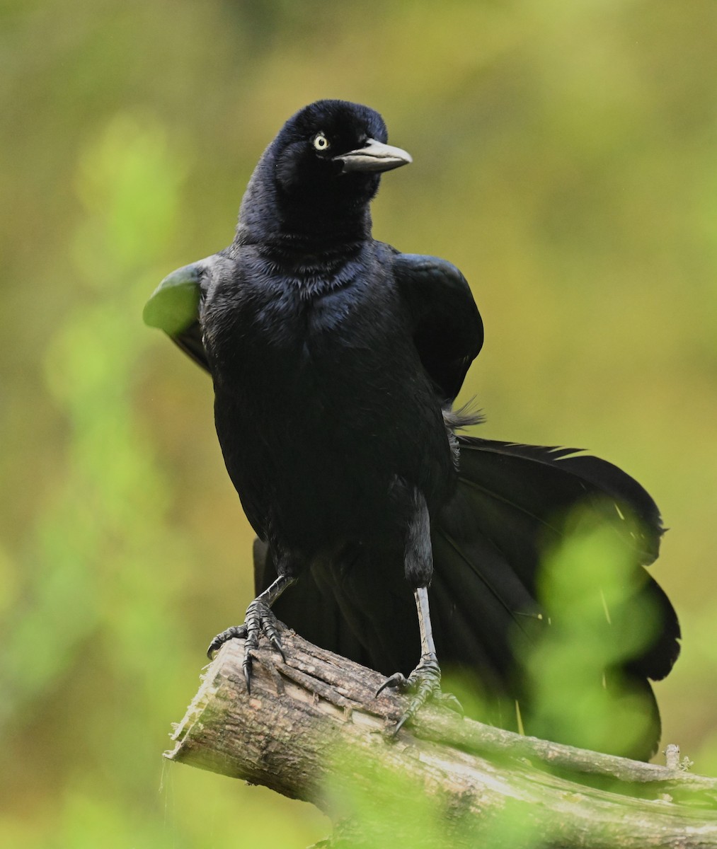Great-tailed Grackle - ML620796505