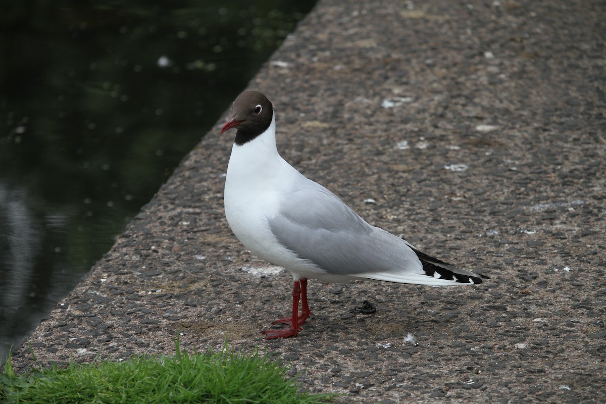 Mouette rieuse - ML620796509