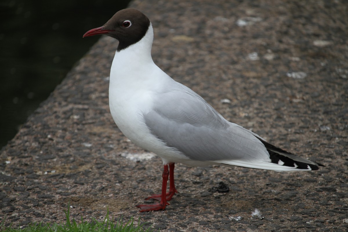 Black-headed Gull - ML620796515