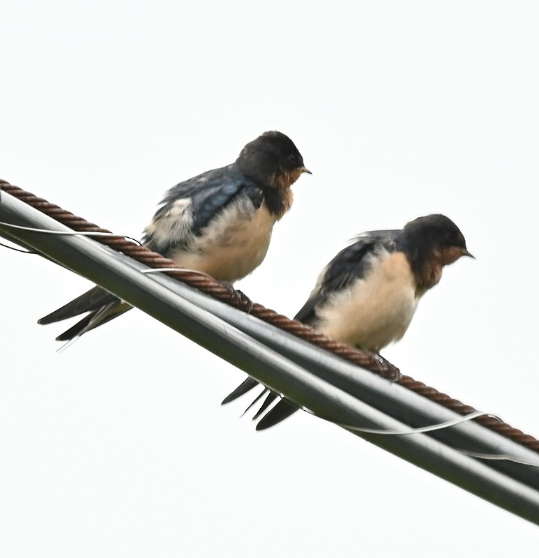 Barn Swallow - ML620796518