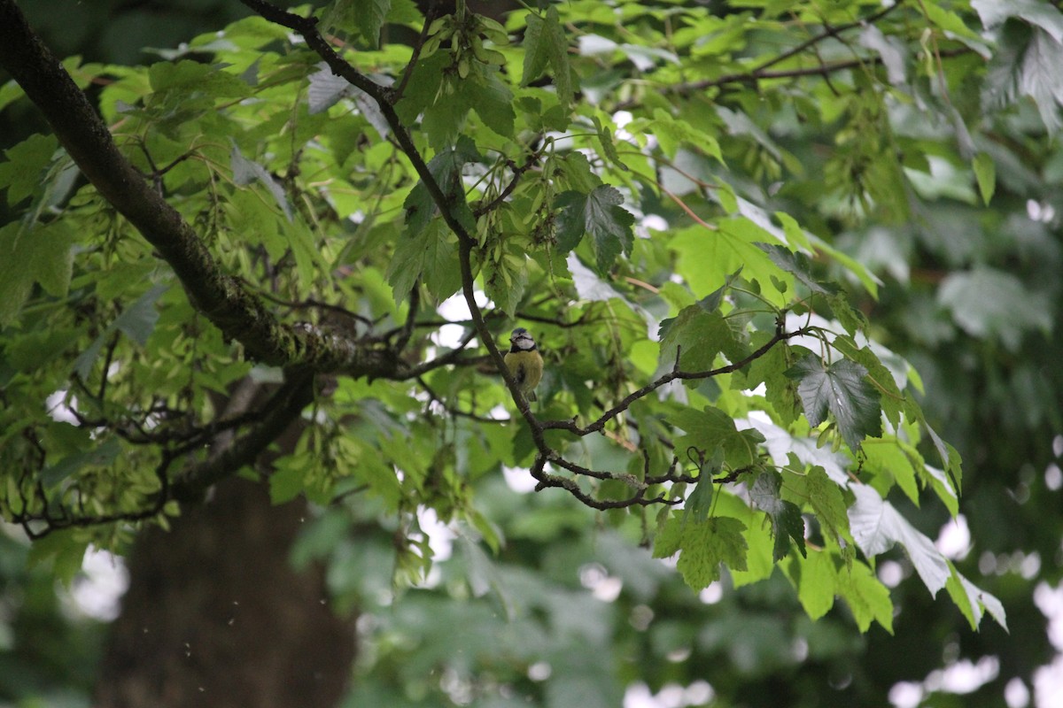 Eurasian Blue Tit - ML620796524