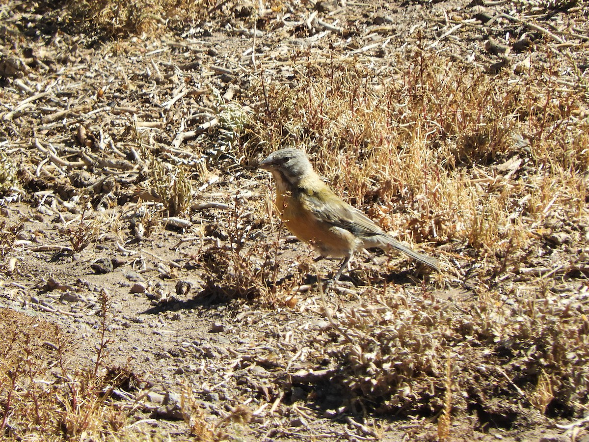 Gray-hooded Sierra Finch - ML620796525