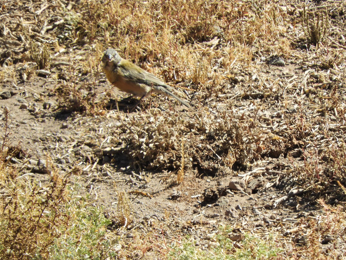 Gray-hooded Sierra Finch - ML620796527