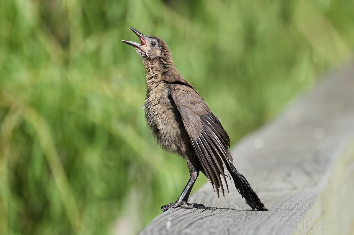 Great-tailed Grackle - ML620796537