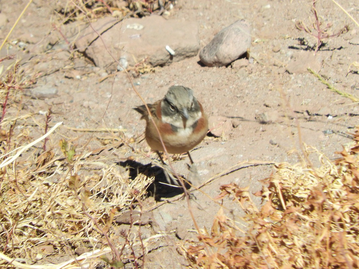 Rufous-collared Sparrow - Jorge Juan Rueda