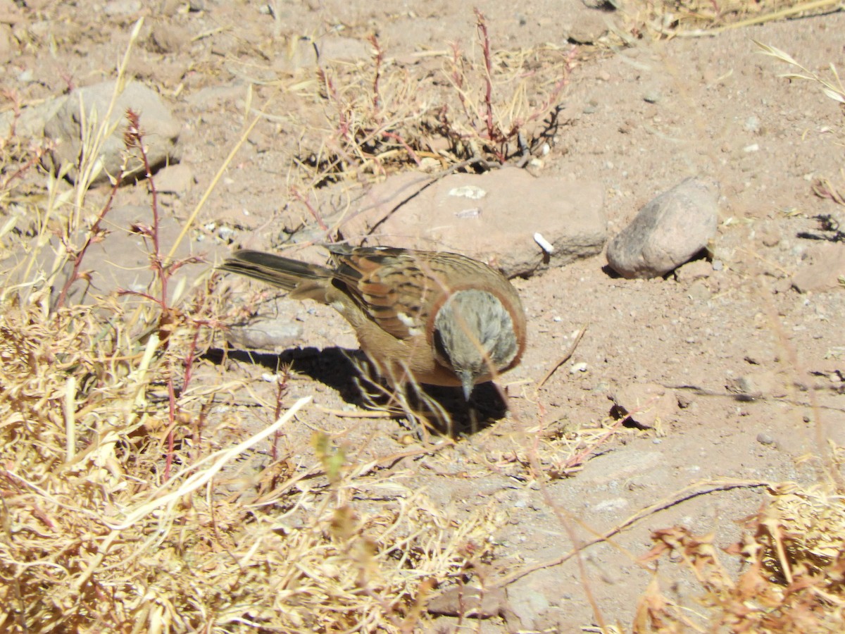 Rufous-collared Sparrow - ML620796540