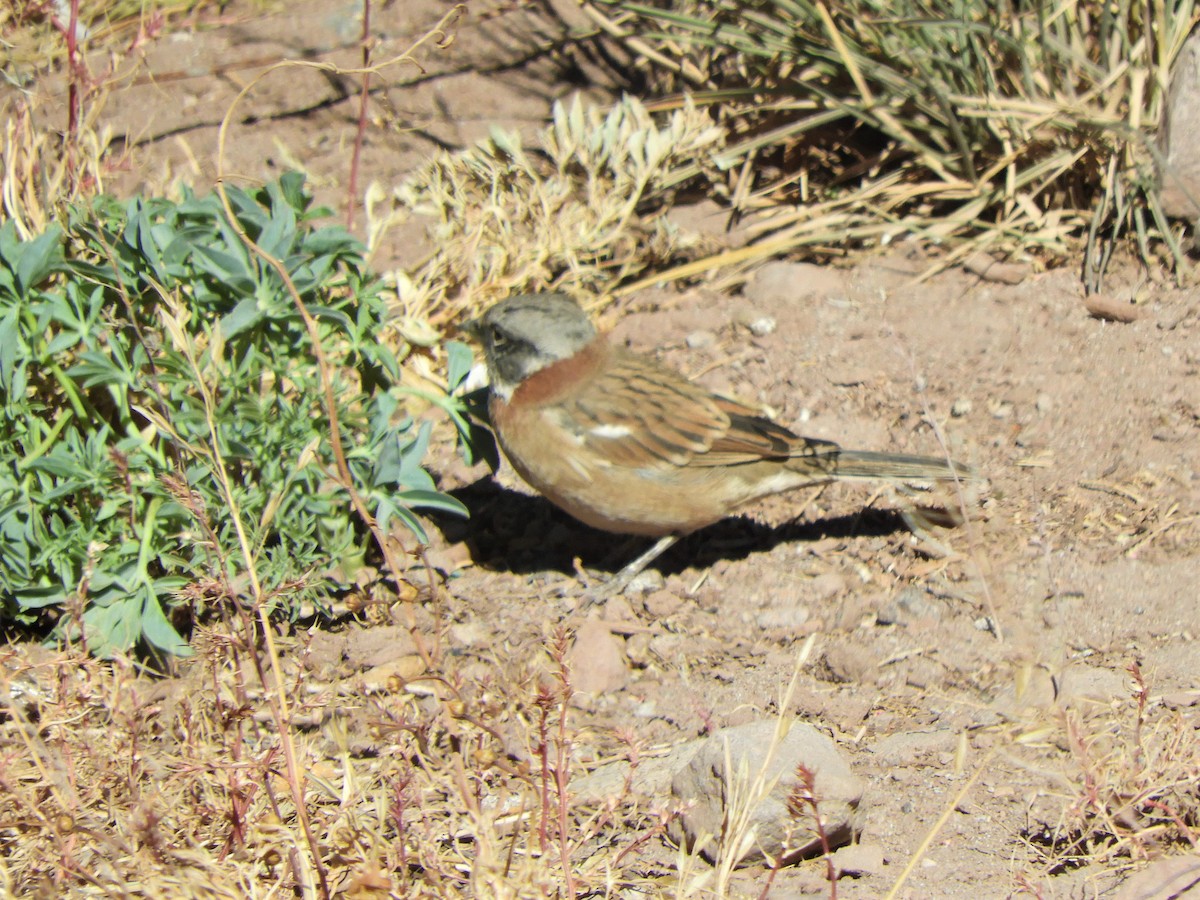 Rufous-collared Sparrow - ML620796542