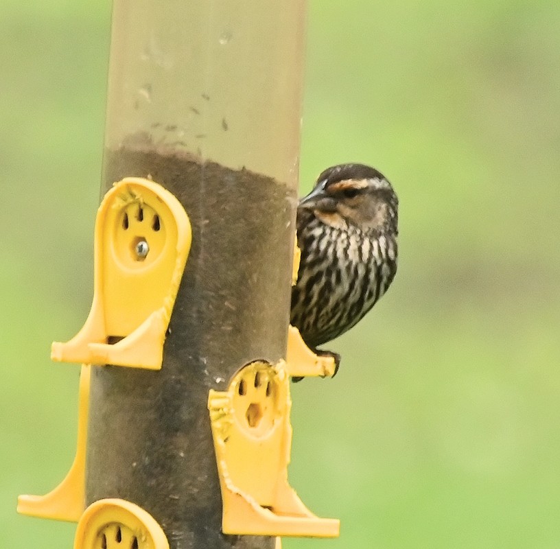 Red-winged Blackbird - ML620796543