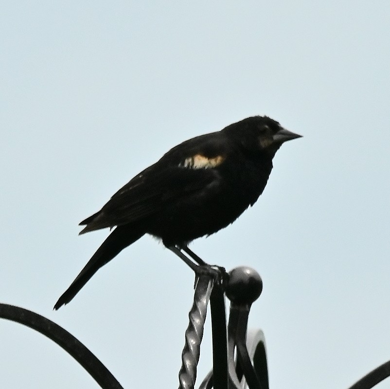 Red-winged Blackbird - ML620796545