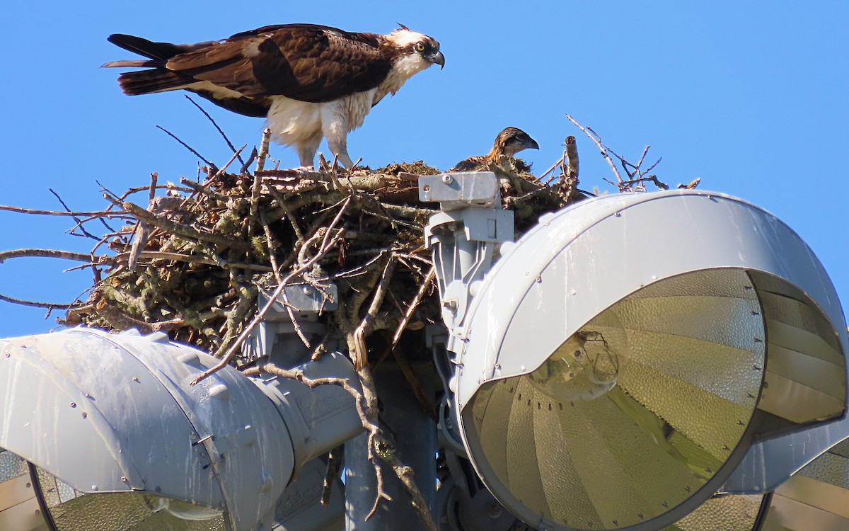 Osprey - ML620796546