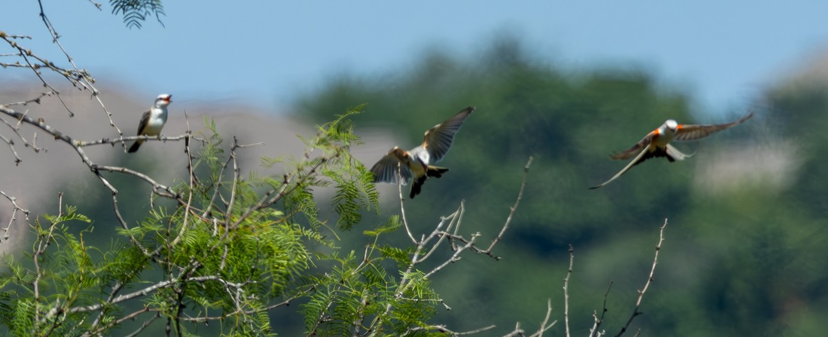 Scissor-tailed Flycatcher - ML620796547