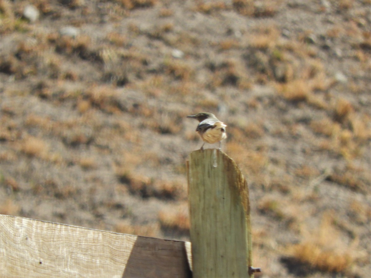 Black-billed Shrike-Tyrant - ML620796548