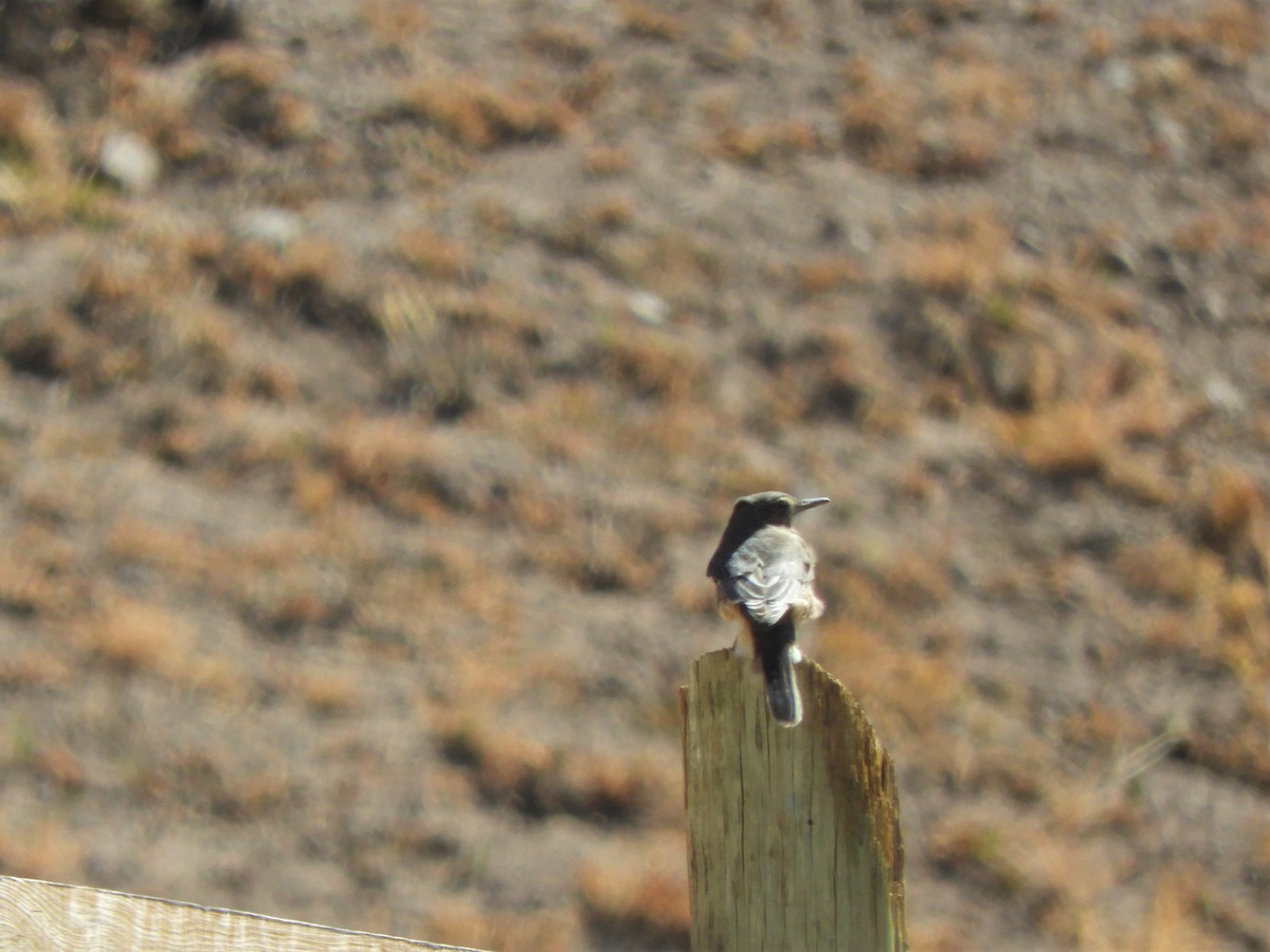 Black-billed Shrike-Tyrant - ML620796549