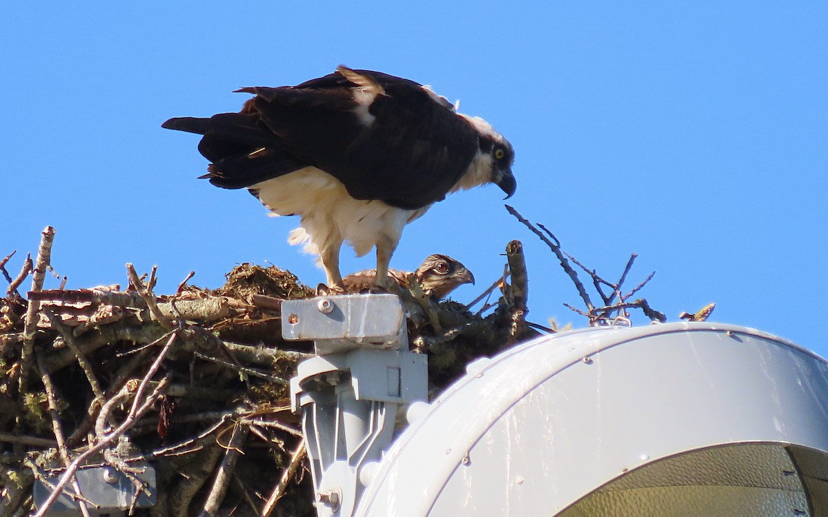 Osprey - ML620796556