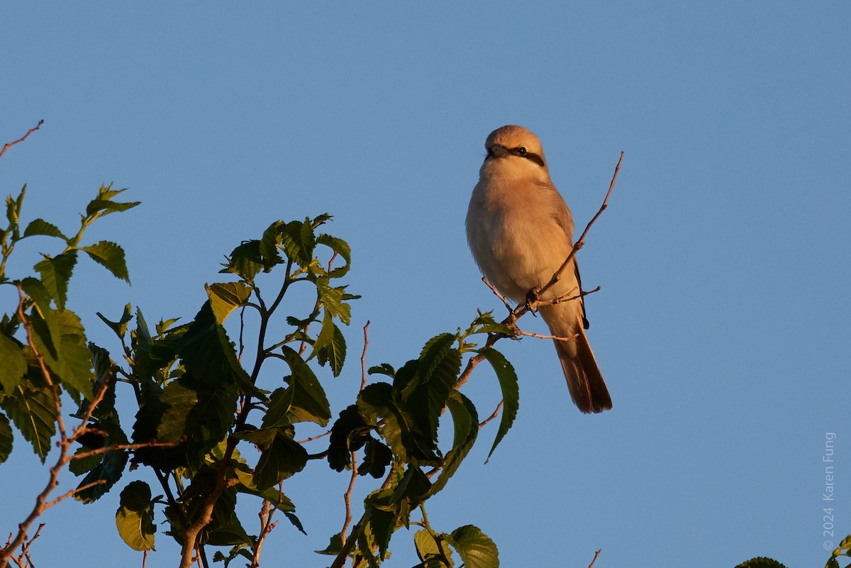 Pie-grièche isabelle (isabellinus) - ML620796557