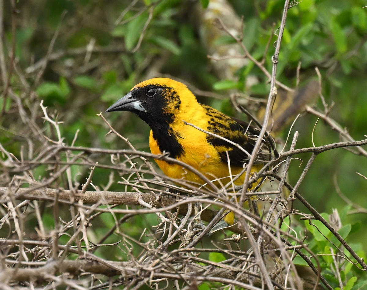 new world oriole sp. - Patricia Goldberg