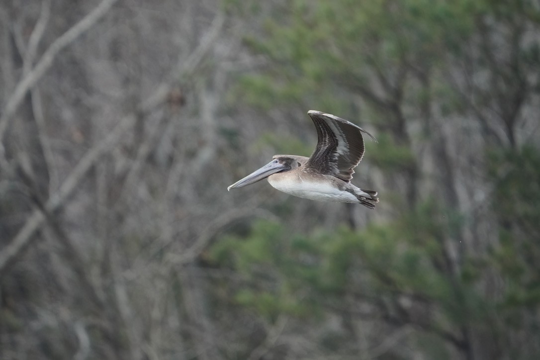 Brown Pelican - ML620796559